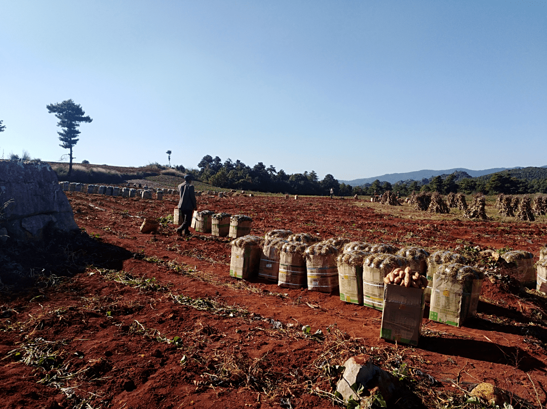 家庭版苹果种植
:石林有个“红薯妹”，靠81亩地点燃群众致富新“薯”光