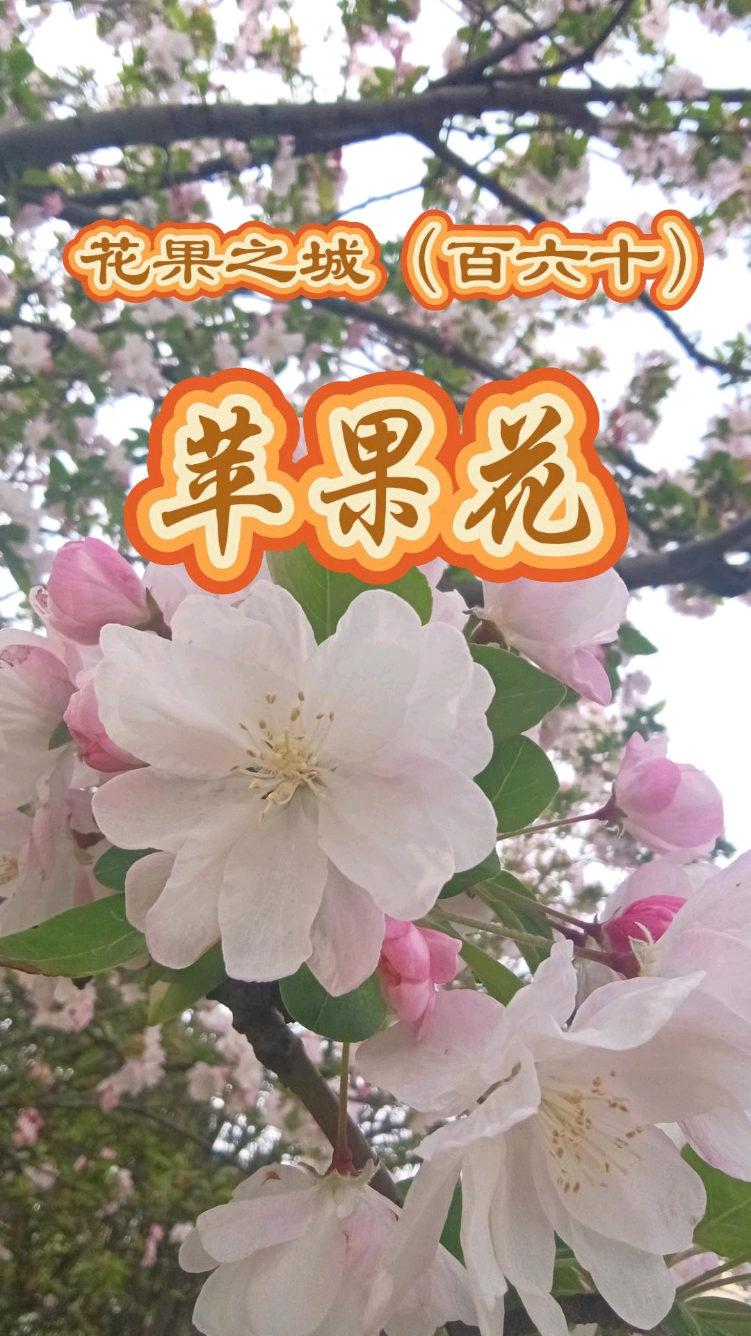 小树花花苹果版下载(小花小树简谱我们种的小花快拿水来浇)-第2张图片-有道翻译官网