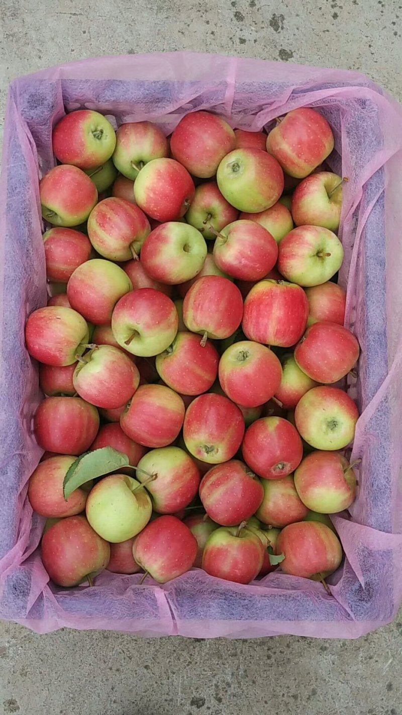 相声农版小苹果(相声唱小苹果完整版)-第14张图片-有道翻译官网 相声农版小苹果(相声唱小苹果完整版)-第14张图片-有道翻译官网